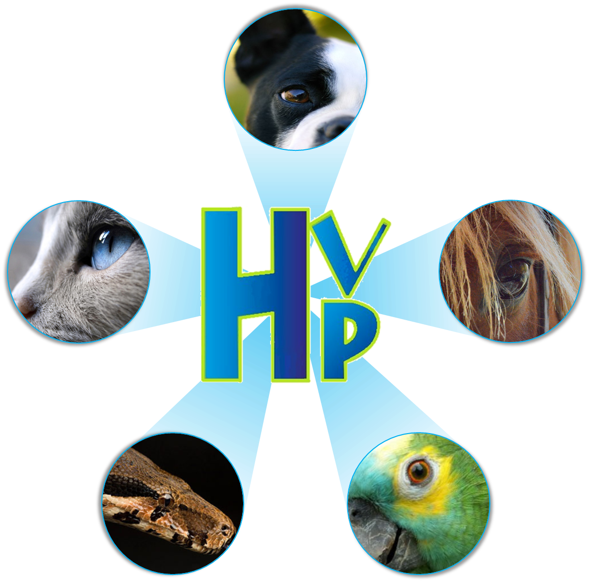 Healthy Pet in David